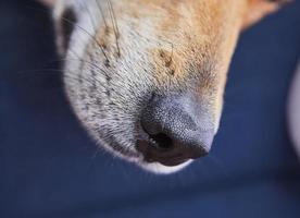 lindo perro rojo, fondo de primer plano de la nariz foto