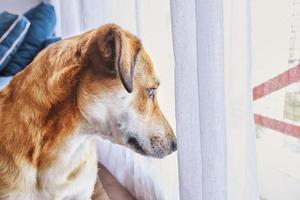 Cute red dog with sad eyes sits in its place on dog bed and longingly looks out the window at the street. photo