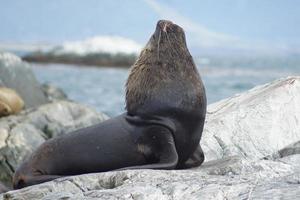 focas, canal beagle, argentina foto