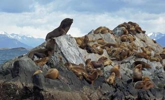 Seals, Beagle Channel, Argentina photo