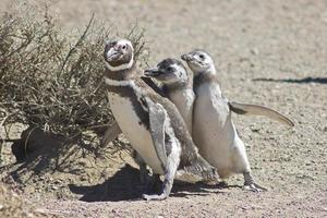 Magellanic Penguin, Spheniscus magellanicus photo