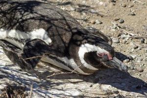 Magellanic Penguin, Argentina photo