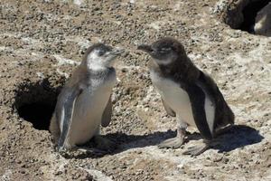 pingüino de magallanes, spheniscus magellanicus foto