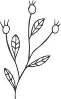 Hand drawn flower clipart design illustration png