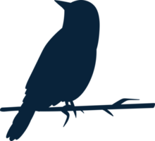 oiseaux clipart conception illustration png