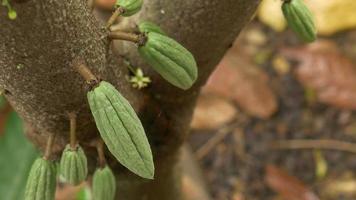 Close up small green cacao pods growing on the cocoa tree in the cocoa plantation. video