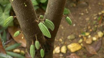 feche pequenas vagens de cacau verde crescendo na árvore de cacau na plantação de cacau. video