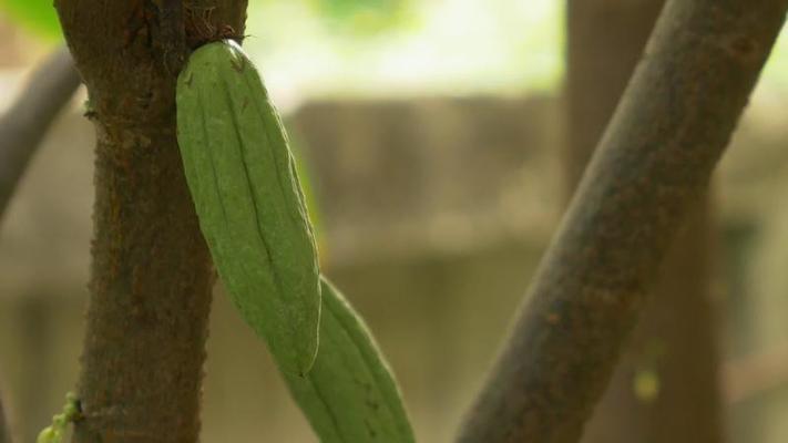 植物學影片