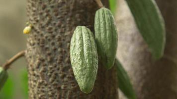 primo piano piccoli baccelli di cacao verdi che crescono sull'albero di cacao nella piantagione di cacao. video