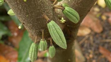 feche pequenas vagens de cacau verde crescendo na árvore de cacau na plantação de cacau.