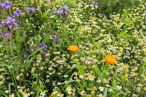 hermosas flores mixtas con muchas flores de phacelia púrpura frente a un campo de cultivo agrícola verde foto