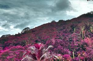 Beautiful pink and purple infrared shots of tropical palm trees on the Seychelles photo