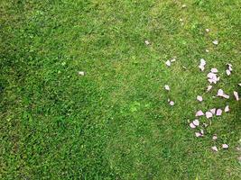 Grass surface with lots of pink rose petals photo