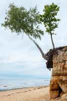 Tree on precipice in Tuja, Latvia photo