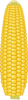 Corn clipart design illustration png