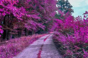 Beautiful pink and purple infrared panorama of a forest. photo