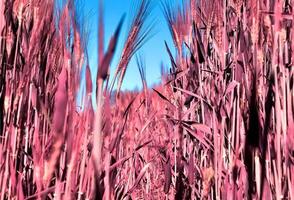 Infrared view on agricultural crop and wheat fields ready for harvesting photo