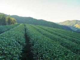 Landscape beautiful of the tea plantation with mountains background photo