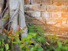 Brick wall with Roots of tree with sunlight effect. photo