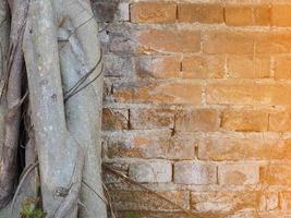 Brick wall with roots of tree with sunlight effect photo