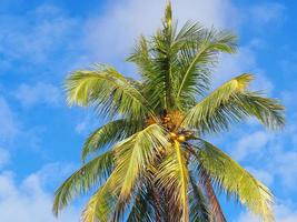 vista superior de cocos frescos colgando de un cocotero con cielo azul y fondo de nubes blancas foto