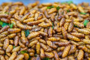 Close-up of fried crickets for sale in the market photo