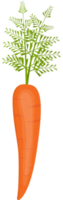 Fresh carrot clipart design illustration png