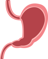 ilustración de diseño de imágenes prediseñadas de estómago png