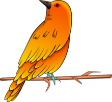 vogels clipart ontwerp illustratie png