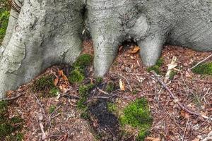 un viejo tronco de árbol en un entorno de paisaje forestal europeo foto