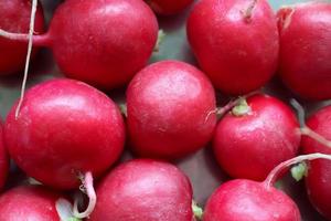 Bunch of radishes. Freshly harvested, purple colored radishes. Growing rainforests. Growing vegetables.Healthy food background. European radishes Raphanus sativus. photo