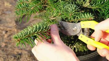 Pruning fir with pruning shears in spring. The formation of the crown of a coniferous plant, garden care. The gardener's hand is looking for a place to cut the branch correctly video