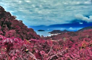 Beautiful pink and purple infrared shots of tropical palm trees on the Seychelles photo