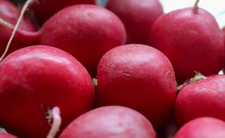 manojo de rábanos. rábanos recién cosechados de color púrpura. selvas tropicales en crecimiento. cultivo de verduras. fondo de alimentos saludables. rábanos europeos raphanus sativus. foto