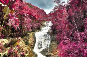 bellas tomas infrarrojas rosas y moradas de palmeras tropicales en las seychelles foto