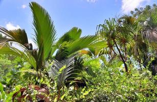 Beautiful impressions of the tropical landscape on the Seychelles islands paradise photo