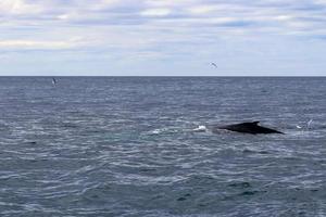 Close up of humpback whale off coast of Iceland. photo