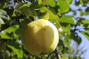 Green apples on a branch ready to be harvested with a selective focus and soft bokeh photo