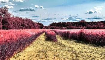 Infrared view on agricultural crop and wheat fields ready for harvesting photo