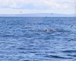 Close up of humpback whale off coast of Iceland. photo