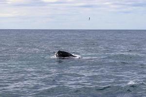 Close up of humpback whale off coast of Iceland. photo