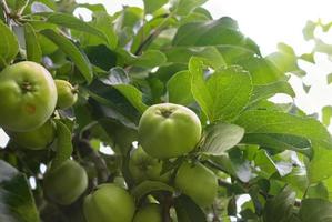 Green apples on a branch ready to be harvested with a selective focus and soft bokeh photo