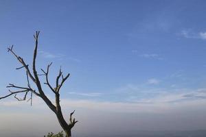 A tree without leaves and amazing view of blue sky.Selective Focus. photo