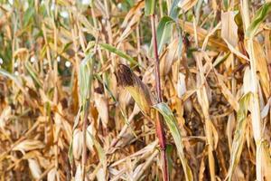 yellowed ripe corn photo