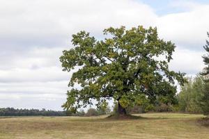 High oak, close up photo