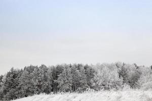 temporada de invierno, bosque foto