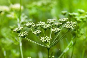 Green dill umbrella photo