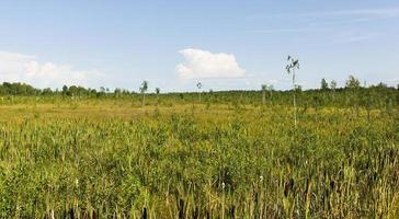 swamp bulrush, summer photo