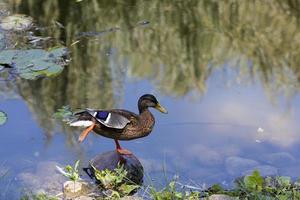 duck lake, close up photo