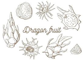 Dragon fruit linear set. Pitaya. White background, isol. Previous illustration. vector